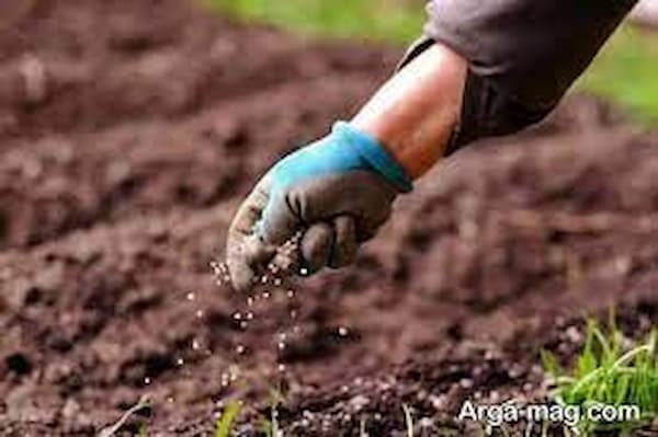 تصویر 3 از خرید کود گلدهی خیار گلخانه ای + بهترین قیمت